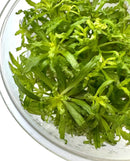Fresh vibrant green Pogostemon Helferi Downoi leaves in glass bowl
