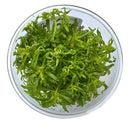 Vibrant green Pogostemon Helferi Downoi tissue culture in clear bowl