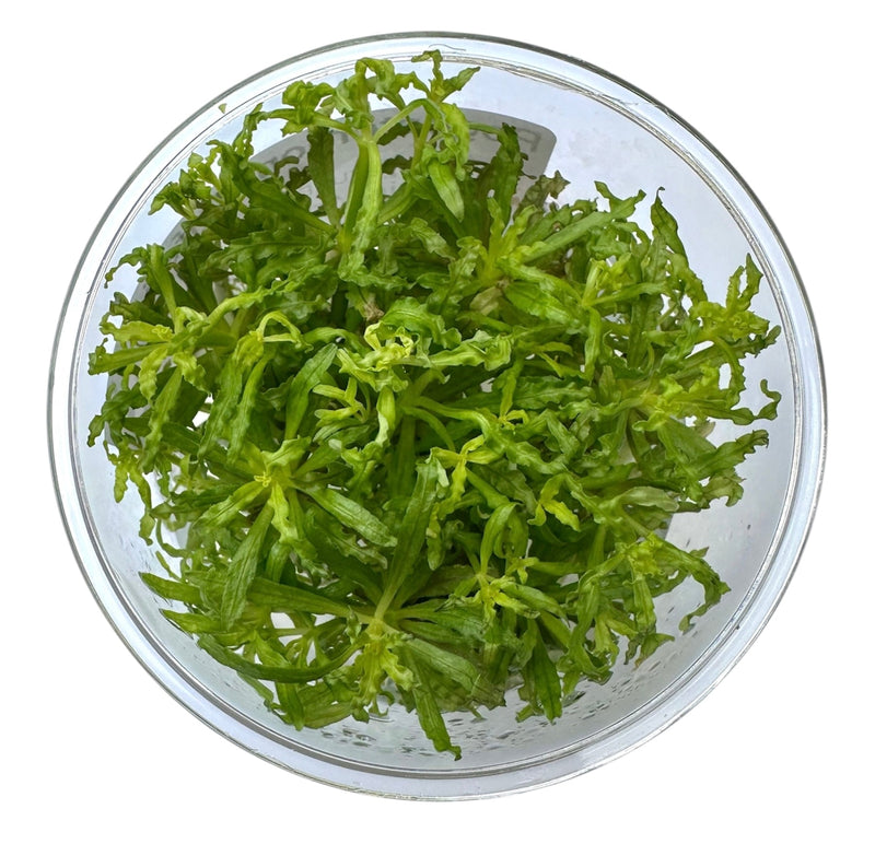 Pogostemon Helferi 'Downoi' Tissue Culture - [AquaticMotiv]
