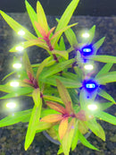 Blue LED aquarium light with white accents for Pogostemon Stellatus Broad-Leaf