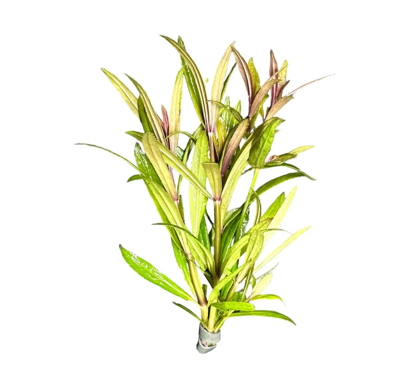 Pogostemon Stellatus Broad Leaf | Aquatic Motiv