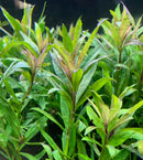 Pogostemon Stellatus Broad-Leaf - AquaticMotiv