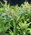 Pogostemon Stellatus Broad-Leaf: green aquatic plant with purple edges