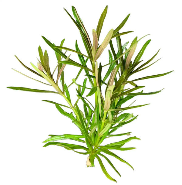 Pogostemon Stellatus Narrow-Leaf herb plant with slender green leaves