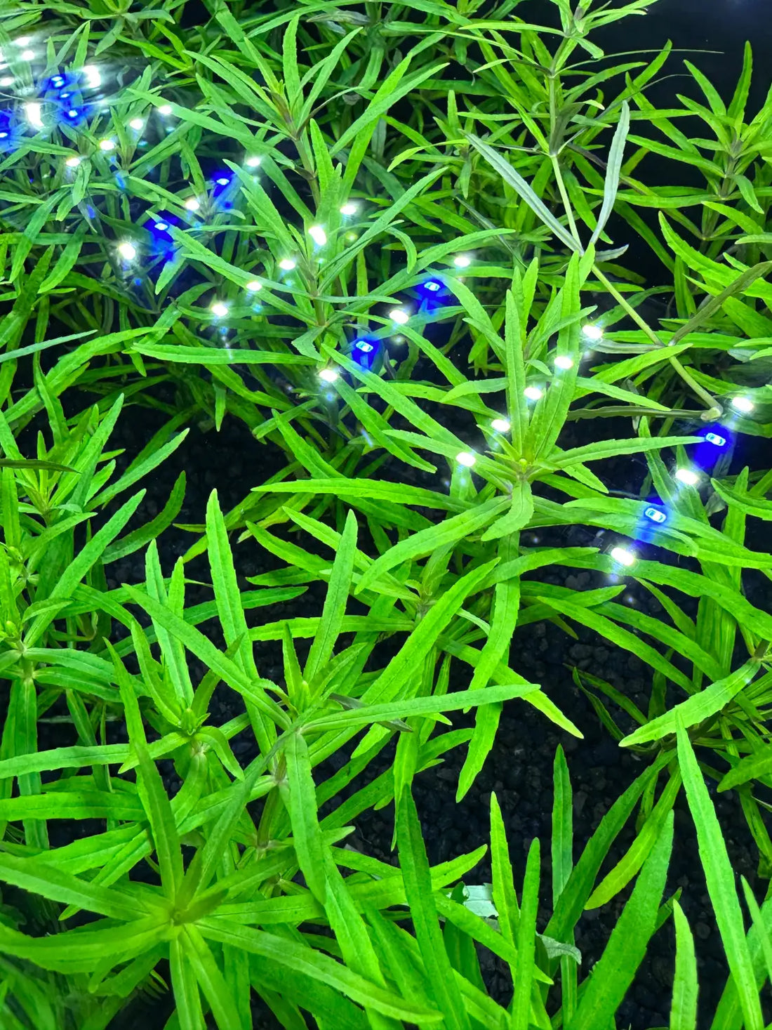 Pogostemon Stellatus Narrow Leaf | Aquatic Motiv