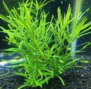 Vibrant Pogostemon Stellatus narrow-leaf fern in aquarium