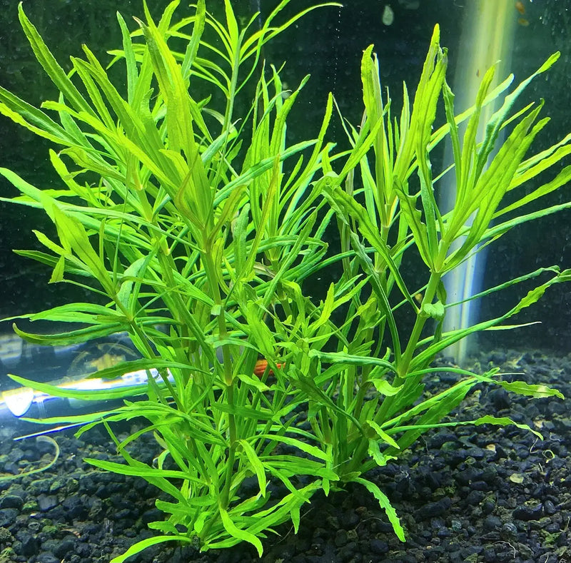 Vibrant Pogostemon Stellatus narrow-leaf fern in aquarium