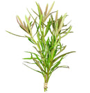 Vibrant green Pogostemon Stellatus narrow-leaf plant bundle for aquariums