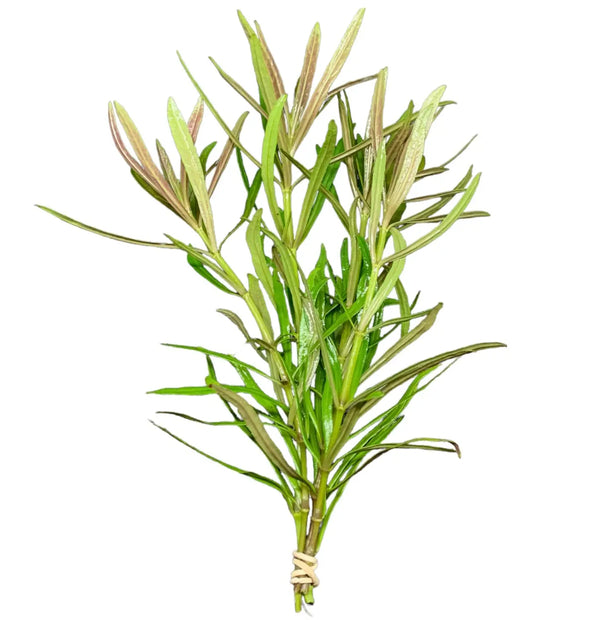 Vibrant green Pogostemon Stellatus narrow-leaf plant bundle for aquariums