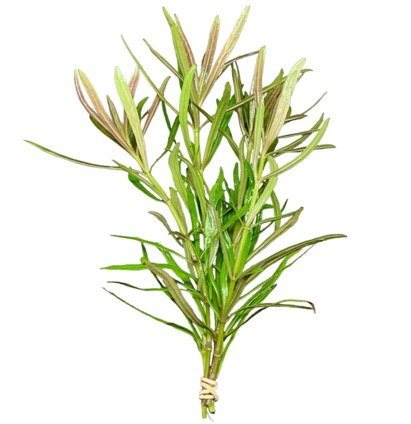 Vibrant green Pogostemon Stellatus narrow-leaf plant bundle for aquariums