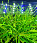 Pogostemon Stellatus Narrow-Leaf plant with white blue LED lights
