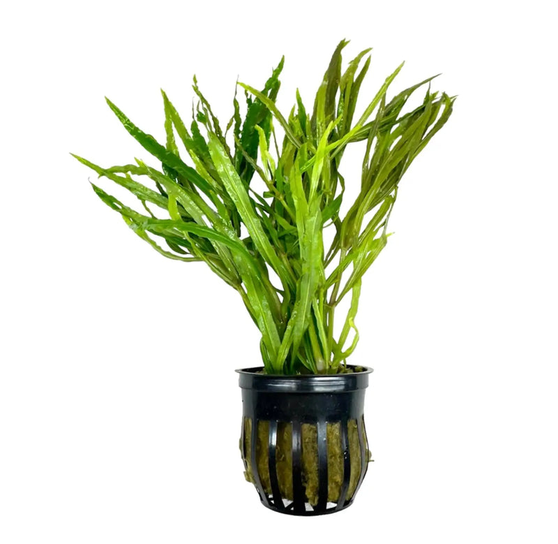 Pogostemon Stellatus Narrow Leaf Pot | Aquatic Motiv