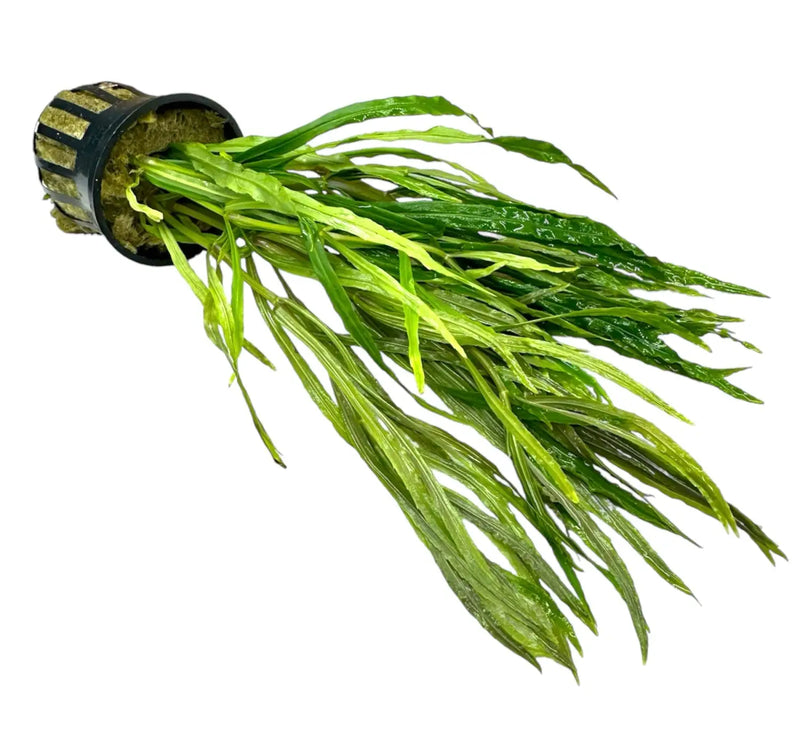 Pogostemon Stellatus Narrow Leaf Pot | Aquatic Motiv