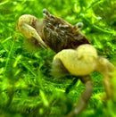 A small translucent brown pom pom crab with fuzzy appendages resting among vibrant green aquatic plants