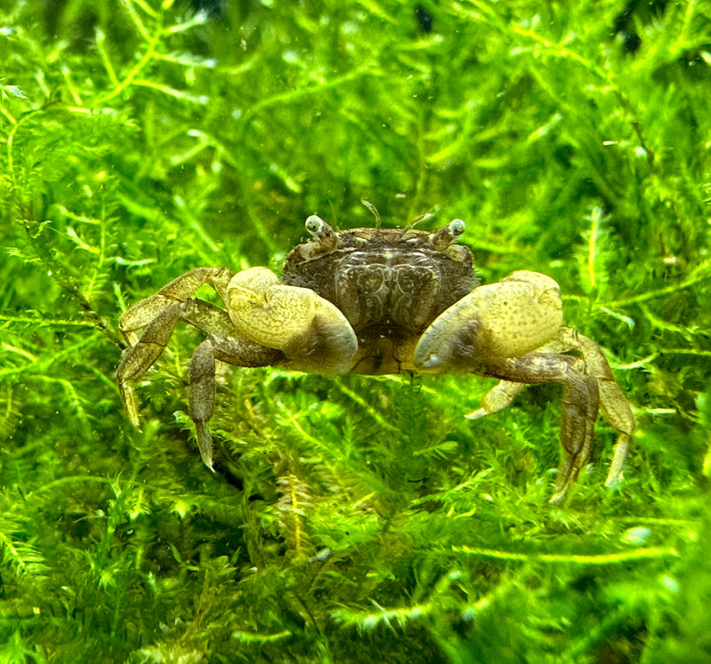 Pom Pom Crab (Ptychognathus Barbatus) - [AquaticMotiv]
