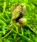 Pom pom crab ptychognathus barbatus with brown textured shell greenish eye and hairy legs among green aquatic plants