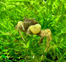 Pom pom crab ptychognathus barbatus small brown and yellow crab with hairy legs resting on green aquatic moss