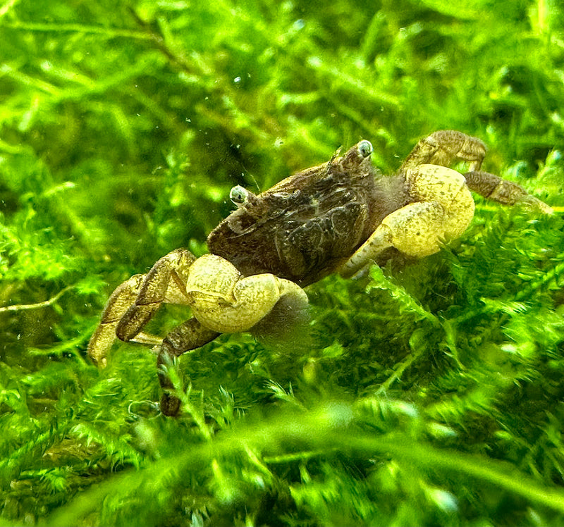 Pom Pom Crab (Ptychognathus Barbatus) - [AquaticMotiv]