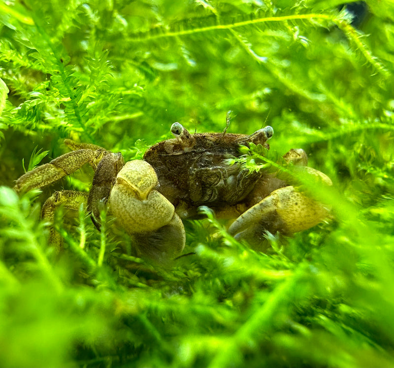 Pom Pom Crab (Ptychognathus Barbatus) - [AquaticMotiv]