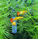 Premium assorted fancy guppy pair with vibrant orange gold bodies and flowing red tails swimming among green aquatic plants