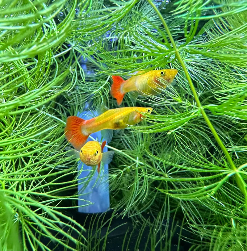 bubble guppies fish tank accessories Premium Fancy Guppy Pair Colorful Live Fish for Aquariums