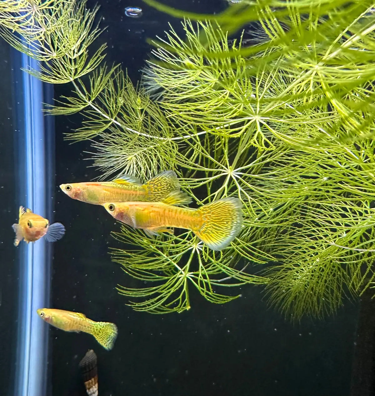 bubble guppies fish tank accessories Premium Fancy Guppy Pair Colorful Live Fish for Aquariums