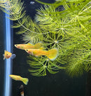 Premium Assorted Fancy Guppy (Pair) - [AquaticMotiv]