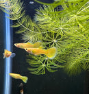 Three premium assorted fancy guppies with golden-orange patterned fins swimming among green aquarium plants
