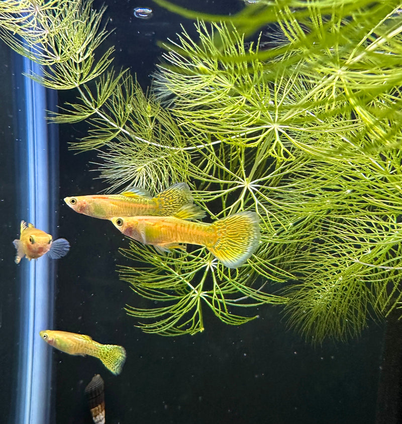 Premium Assorted Fancy Guppy (Pair) - [AquaticMotiv]