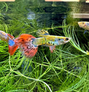 Premium assorted fancy guppy pair featuring a vibrant guppy with yellow green body black spots and red orange fins edged in blue