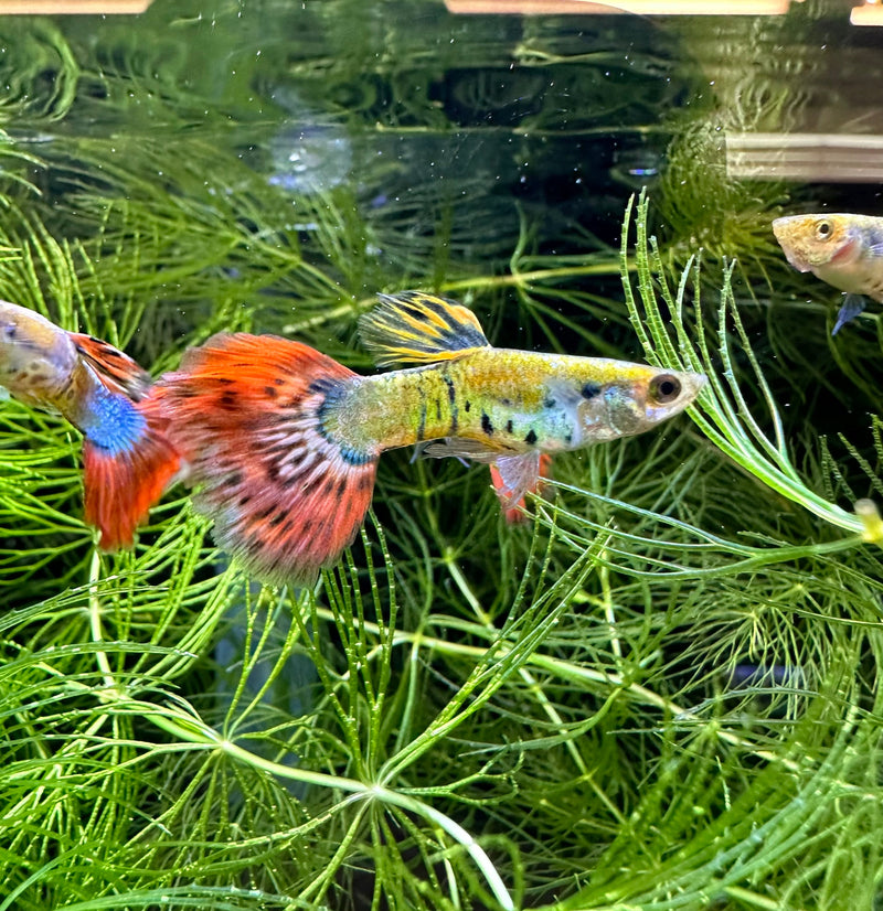 Premium Assorted Fancy Guppy (Pair) - [AquaticMotiv]