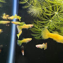 A pair of premium assorted fancy guppies with vibrant yellow and green patterned fins swimming among aquatic plants