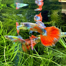 Premium assorted fancy guppy pair vibrant orange and blue with flowing fan-like tails swimming among green plants