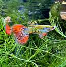A vibrant orange and yellow premium assorted fancy guppy pair with flowing tails swimming among green aquatic plants
