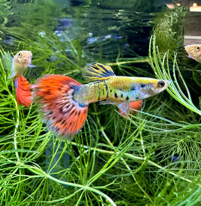 Premium Assorted Fancy Guppy (Pair) - [AquaticMotiv]