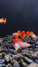 Albino Red Tail Snakeskin Guppy (Pair)