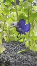 Blue Marble HMPK Betta Male