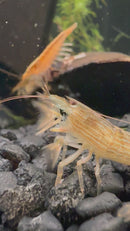 Bamboo Shrimp (Atyopsis moluccensis)