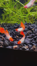 Snakeskin Koi Guppy (Pair)