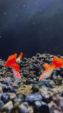 Albino Red Tail Snakeskin Guppy (Pair)