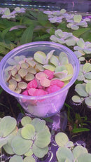 Floating Plant Starter Pack