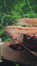 Bamboo Shrimp (Atyopsis moluccensis)