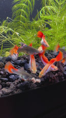 Red and White Rainbow Guppy (Pair)