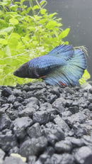 Betta Female - Assorted colors
