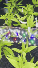 Albino Full White Platinum Guppy (Pair)