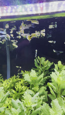 Tiger Mosaic Guppy (Pair)
