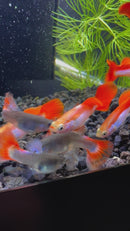 Red and White Rainbow Guppy (Pair)