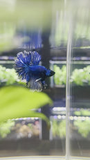 Super Delta Betta Male