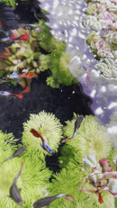 Platinum Dumbo Ear Guppy (Pair)