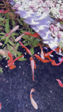 Albino Full Red Guppy (Pair)